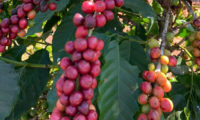 Impactos do clima: produção paulista de café busca recuperação em 2022