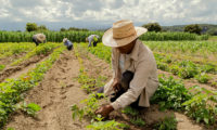 FAESP Informa: Governo Federal lança Programa de Trabalho Sustentável