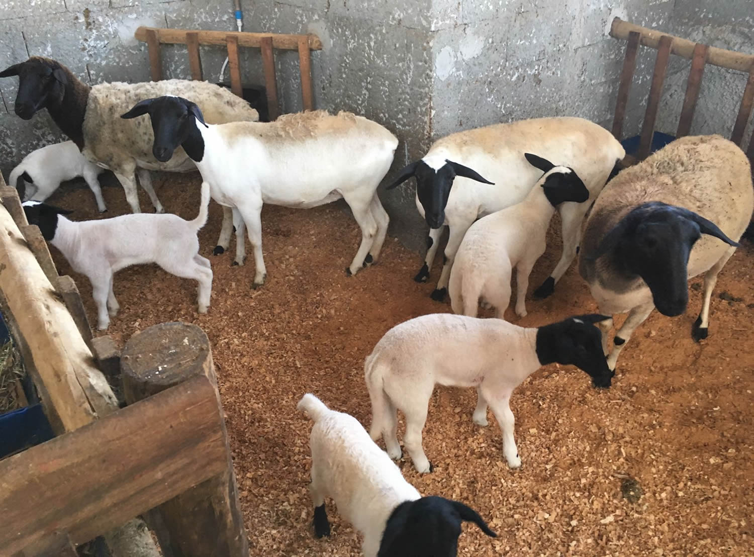 Criação de caprinos e ovinos é destaque da Globo Rural de junho/julho