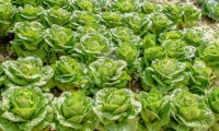 Faesp Informa: Clima reduz oferta da alface e eleva preços