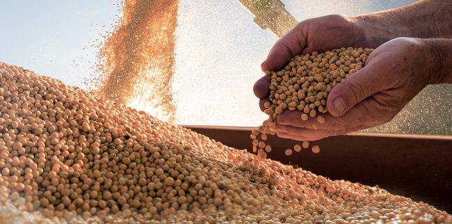Produção de grãos no Brasil tem queda de 8% em relação ao ciclo anterior