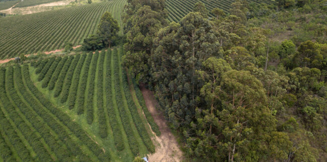 Compensação de reserva legal por bioma trará tranquilidade a produtores para ratificação do CAR, diz presidente da Faesp