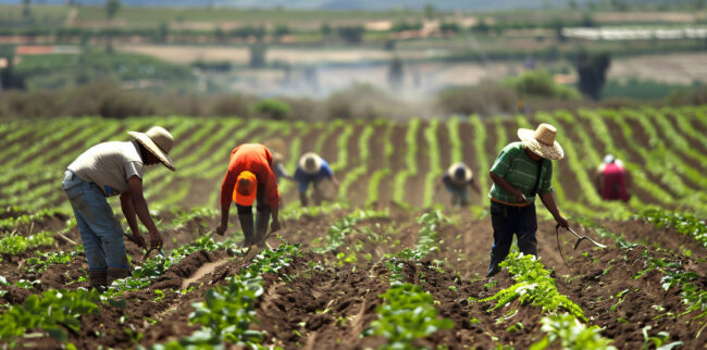 Agro paulista registra saldo negativo no estoque de empregos em setembro, aponta Faesp