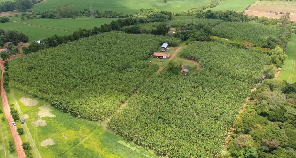 Imagem ilustrativa aérea que mostra uma plantação de milho.