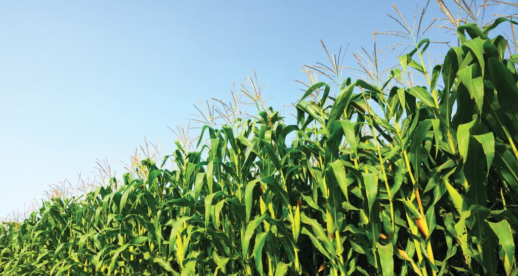 Imagem ilustrativa de plantação de milho.