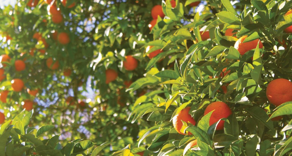 Imagem ilustrativa que mostra plantação de laranja.
