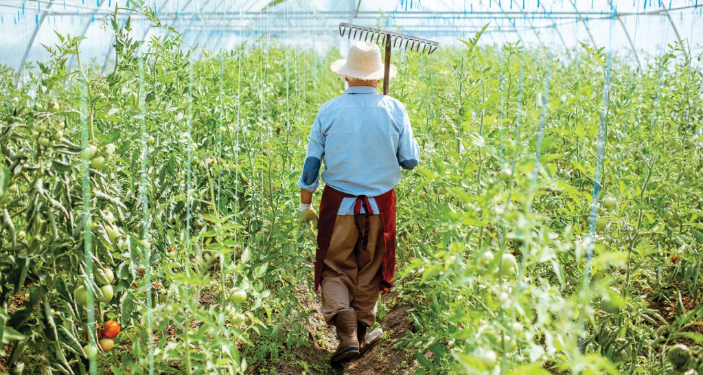 Imagem ilustrativa que mostra um produtor rural de costas numa plantação de tomate.