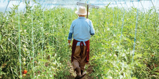 Agropecuária paulista registrou retração no mercado de trabalho em novembro, aponta Faesp