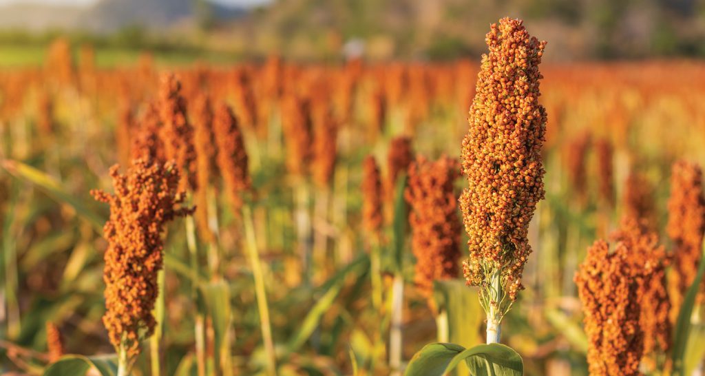 A imagem mostra um campo de sorgo (Sorghum bicolor), um cereal versátil e resistente que tem ganhado destaque na agricultura brasileira. As plantas apresentam panículas (as "cabeças" de sementes) densas e de coloração marrom-avermelhada, típicas da fase de maturação.