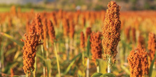 Safra nacional de grãos 2025/26 deve bater novo recorde e alcançar 353,4 milhões de toneladas