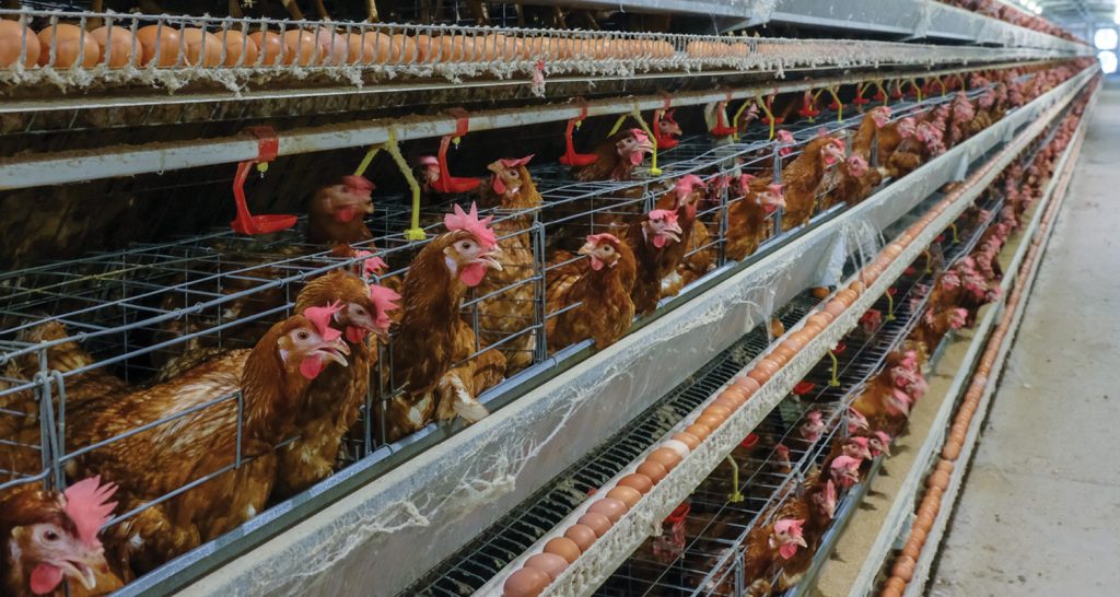 Avicultura vê em acordo UE-Mercosul espaço para aprendizagem