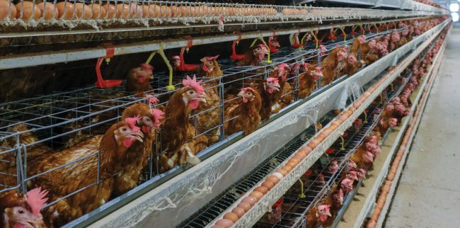 Avicultura vê em acordo UE-Mercosul espaço para aprendizagem