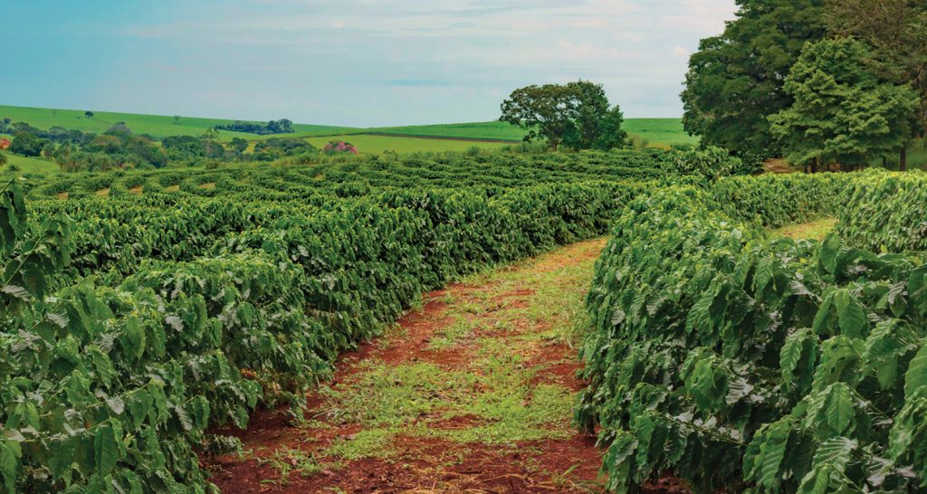Imagem captura uma vasta plantação de café em uma área rural, caracterizada por fileiras organizadas de arbustos verdes e densos.