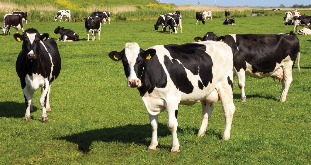 Imagem ilustrativa onde mostra vacas leiteiras da raça Holandesa em um pasto verde e ensolarado.
