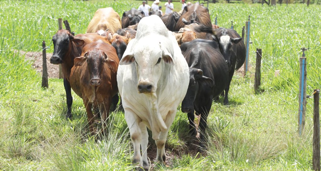 A imagem apresenta um rebanho de gado de corte, caminhando por um corredor gramado, delimitado por cercas de arame e postes de madeira, indicando um sistema de manejo de pastagem.
