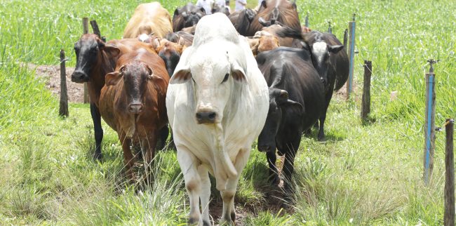 Bovinocultura de Corte apresenta seus desafios em 2026