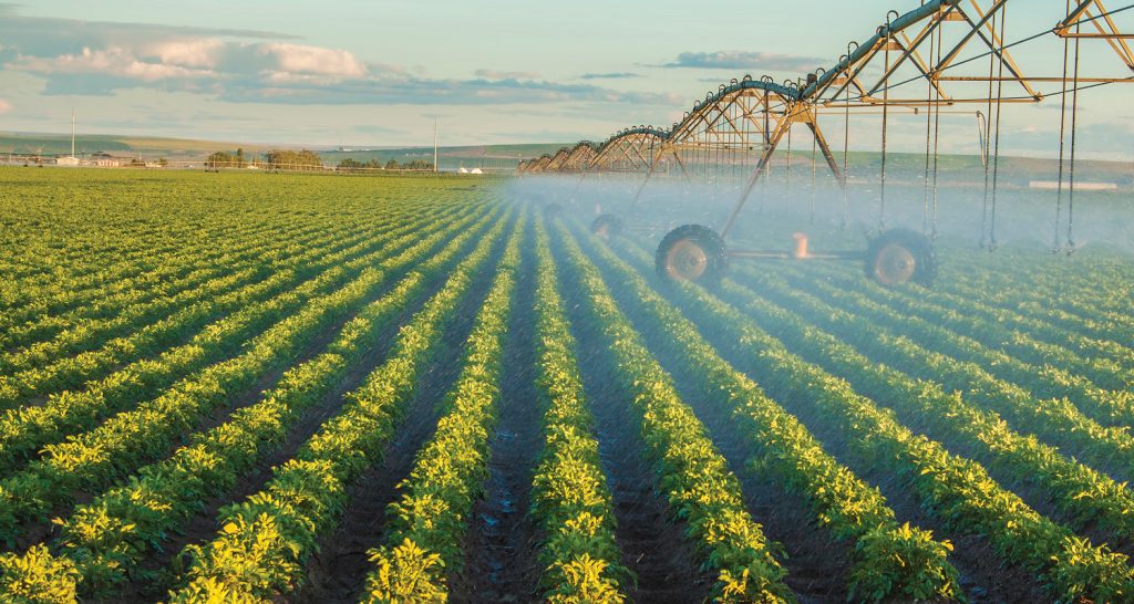 Esta imagem mostra um vasto campo agrícola sendo irrigado por um sistema de pivô central durante o entardecer.