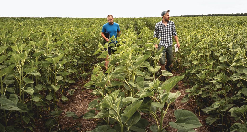 Esta imagem apresenta um campo agrícola vasto e vibrante sob um céu claro no meio de fileiras de plantas verdes, possivelmente girassóis em estágio inicial de crescimento, estendem-se em direção ao horizonte. 
