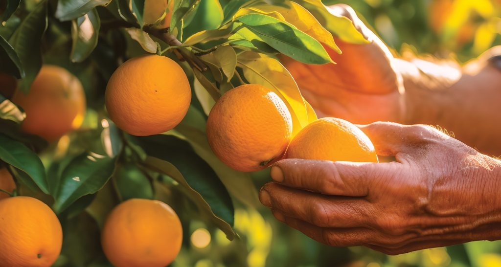 Esta imagem captura a colheita manual de laranjas em um pomar ensolarado.
