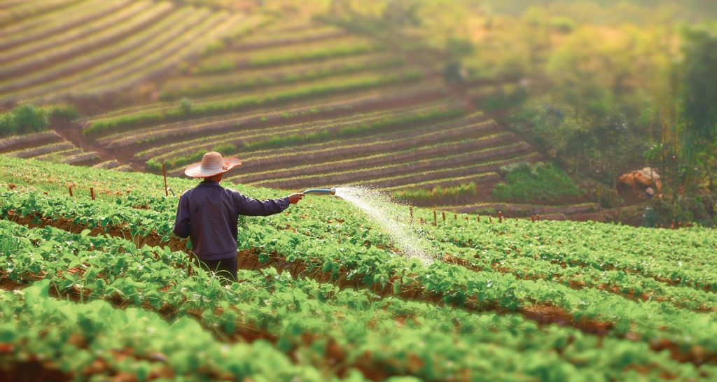 A imagem mostra um agricultor regando uma plantação de morangos em colinas com curvas de nível, sob a luz suave do amanhecer ou entardecer. A cena destaca o trabalho rural e a harmonia geométrica do cultivo em patamares em um ambiente tranquilo e enevoado.