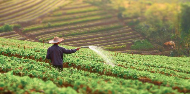Agropecuária brasileira mantém trajetória de crescimento no emprego formal