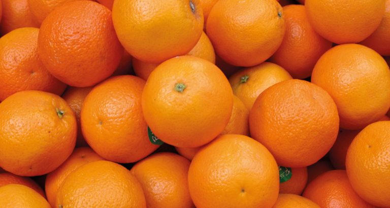 Safra de laranja 2025/26 cresce no Cinturão Citrícola, em me...