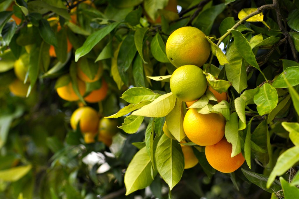 Entidade solicita ao Ministério da Agricultura e à Conab realização urgente de leilões de PEPRO para garantir preço mínimo da laranja e evitar agravamento da crise no setor