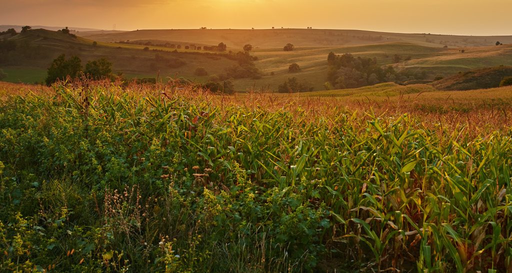 A imagem mostra uma vasta plantação de milho durante o entardecer.