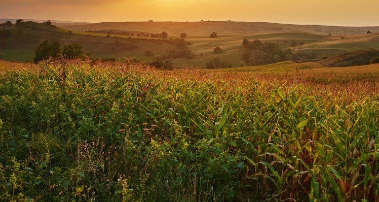 CMN adia regras ambientais no crédito rural