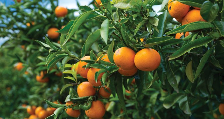 Com quebra de 13,8% na produtividade, safra de laranja é est...