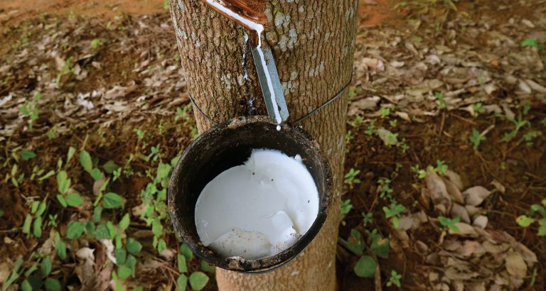 Conab realiza hoje leilões de PEPRO e PEP para a borracha na...