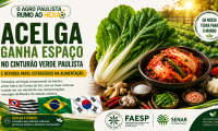 Acelga ganha papel estratégico na alimentação 