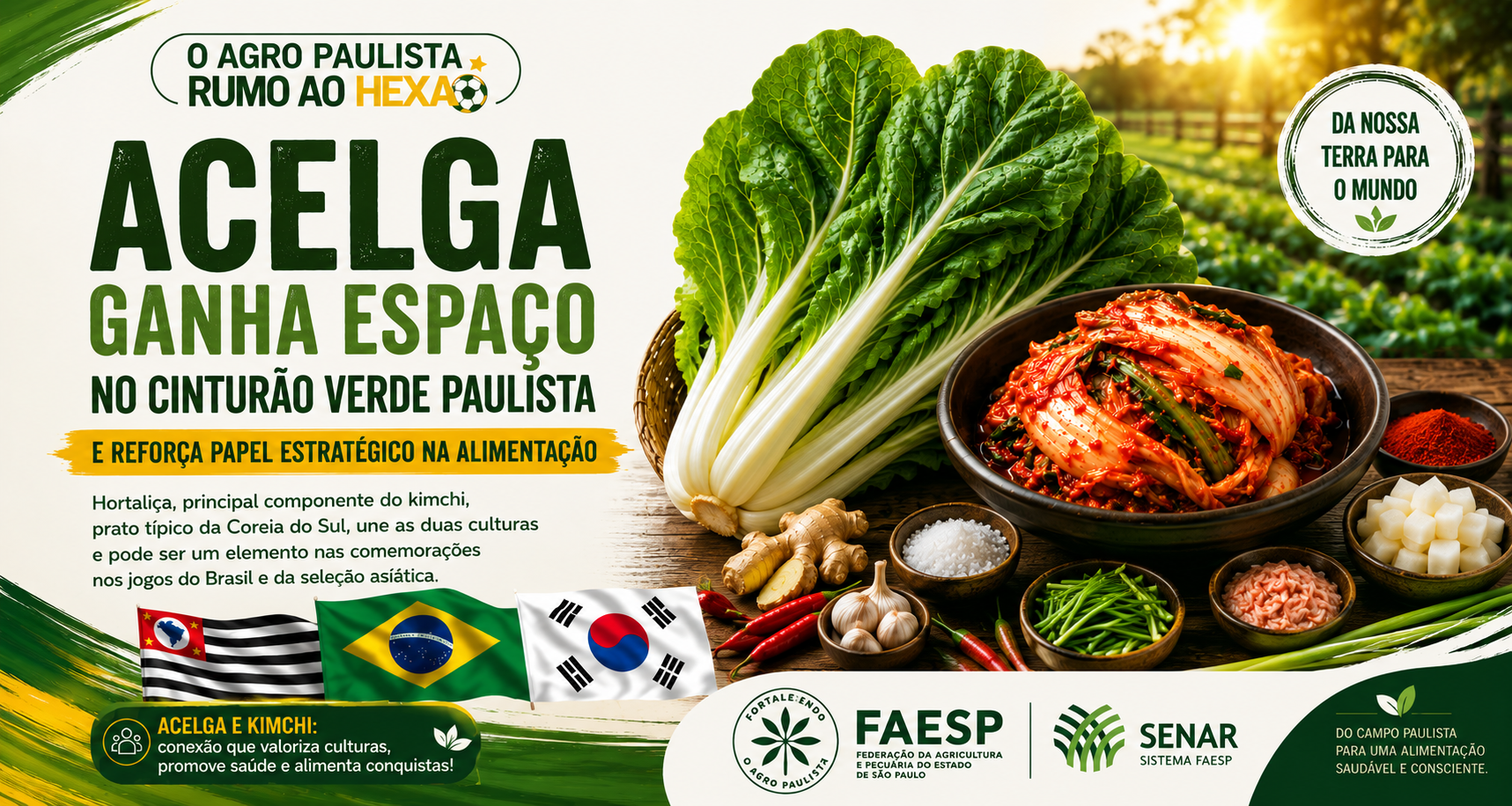 Acelga ganha espaço no cinturão verde paulista e reforça papel estratégico na alimentação Hortaliça, principal componente do kimchi, prato típico da Coreia do Sul, une as duas culturas e pode ser um elemento nas comemorações nos jogos do Brasil e da seleção asiática A acelga, hortaliça de origem asiática cada vez mais presente na mesa dos brasileiros, consolidou-se como uma importante cultura do cinturão verde de São Paulo. Produzida principalmente em municípios como Ibiúna, Piedade e Cotia, a verdura tem abastecimento constante ao maior entreposto de alimentos da América Latina, o Entreposto Terminal São Paulo da Ceagesp, desempenhando papel relevante na segurança alimentar da Região Metropolitana e de diversas cidades do estado. Reconhecida pelo alto valor nutricional, a acelga é fonte de fibras, vitaminas A, C e K, além de minerais essenciais como cálcio, potássio e magnésio. Seu consumo está associado à promoção da saúde digestiva, fortalecimento do sistema imunológico e manutenção da saúde cardiovascular. A versatilidade culinária também contribui para sua popularização, permitindo o uso em saladas, refogados, conservas e pratos orientais. Nas últimas décadas, a produção paulista de hortaliças passou por um processo de diversificação impulsionado pela expansão dos hábitos alimentares urbanos e pela influência de comunidades de origem asiática. Nesse contexto, a acelga deixou de ser uma cultura de nicho para ocupar espaço crescente nas propriedades familiares do cinturão verde, região que reúne cerca de 7.000 produtores e responde por parcela significativa do abastecimento de verduras consumidas na capital paulista. A comercialização da hortaliça acompanha a força logística do mercado paulista. Em 2024, a Ceagesp movimentou mais de 3 milhões de toneladas de produtos hortigranjeiros, consolidando-se como principal canal de distribuição para verduras produzidas no entorno da capital. Embora represente uma fração desse volume, sua presença constante entre os produtos comercializados demonstra a estabilidade da demanda e o crescimento do interesse dos consumidores por alimentos saudáveis e de origem vegetal. “Comecei na produção de acelga buscando diversificar a produção de hortaliças e atender à demanda do mercado. Com o tempo, fui adquirindo experiência na cultura e percebendo sua importância tanto para o consumo interno quanto para pratos tradicionais de outras culturas, como o kimchi, muito consumido na Coreia do Sul”, explicou Francisco Sulino, produtor de Ibiúna, cidade que responde por mais de 70% da hortaliça comercializada no Ceagesp. Além da importância econômica e nutricional, a acelga carrega forte valor cultural. Ela é o principal ingrediente do kimchi, tradicional conserva fermentada considerada patrimônio gastronômico da Coreia do Sul. O aumento do interesse dos brasileiros pela culinária asiática e pelos alimentos fermentados impulsionou o consumo da hortaliça nos últimos anos, abrindo novas oportunidades para os produtores paulistas. Dessa forma, reforça sua posição como uma cultura estratégica para a diversificação da horticultura paulista e para a oferta de alimentos saudáveis à população. O Kimchi O kimchi é um dos alimentos mais emblemáticos da Coreia e sua origem remonta há mais de 2.000 anos. Surgiu como uma forma de conservar vegetais durante os rigorosos invernos da Península Coreana, quando o acesso a alimentos frescos era limitado. Em 2013, a prática do Kimjang foi reconhecida como Patrimônio Cultural Imaterial da Humanidade pela UNESCO. Inicialmente, o kimchi era preparado apenas com vegetais salgados e fermentados. O ingrediente que hoje lhe confere a característica cor vermelha — a pimenta vermelha (gochugaru) — só passou a ser utilizado após sua introdução na Coreia, por volta dos séculos 16 e 17. A partir daí, surgiram as versões mais conhecidas atualmente. Importância cultural Na Coreia, o kimchi é muito mais do que um acompanhamento: Está presente em praticamente todas as refeições. É considerado um símbolo da identidade nacional coreana. Existem centenas de variedades regionais. O preparo coletivo do kimchi para o inverno, conhecido como Kimjang, é uma tradição familiar e comunitária. A chef Suzana Cho e a família são proprietários do Seok Joung Restaurante, no bairro Bom Retiro, São Paulo, desde 2001. Quando criança, morava em São Bernardo do Campo, e a casa foi o primeiro lar de muitos imigrantes coreanos que chegavam ao Brasil em busca de uma nova vida. A mesa estava sempre cheia, não apenas de comida, mas também de amizade, acolhimento e esperança. Em uma época em que a comunidade coreana ainda estava se formando no Brasil, a casa da família da chef era um ponto de encontro onde todos tinham apoio, companhia e o conforto de uma refeição preparada com carinho.