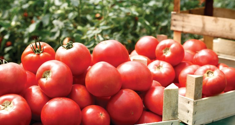 Tomate, feijão e limão Tahiti lideram altas nos preços pagos...