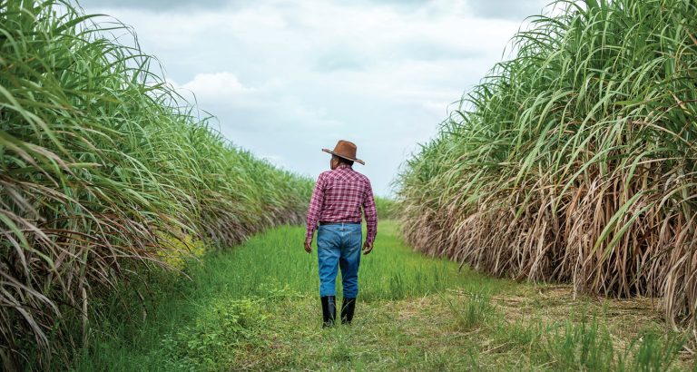 Emprego formal: agropecuária brasileira fecha abril com sald...