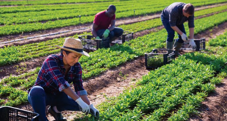Emprego avança na agropecuária em São Paulo e no Brasil, com...