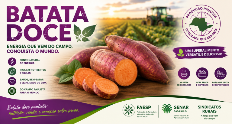 Batata-doce paulista une saúde, renda e força no campo 