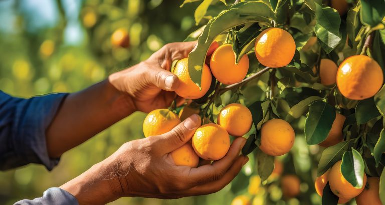 Agro paulista fecha maio com saldo positivo de empregos form...