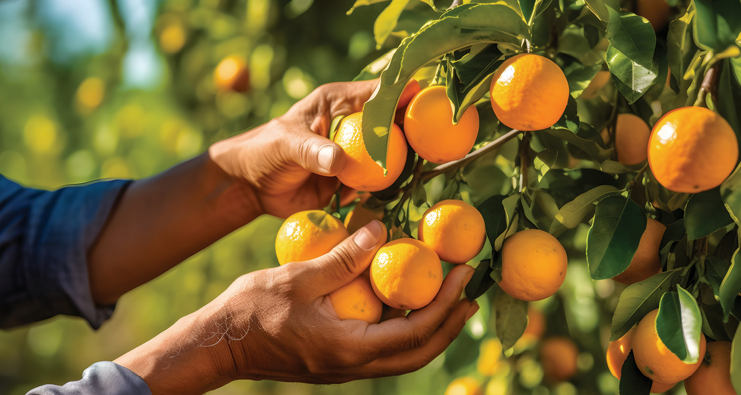 Agro paulista fecha maio com saldo positivo de empregos formais. Apesar do resultado positivo no mês, o estoque de trabalhadores do setor recuou 3,7% na comparação com maio de 2025.
