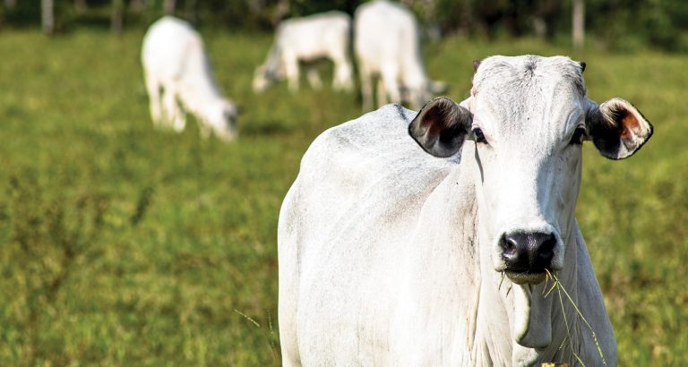 Exportações de carne bovina in natura cresceram 39,2% ante j...