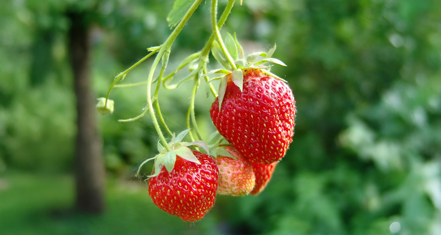 O avanço das importações de morango congelado acendeu um alerta para a produção nacional.
