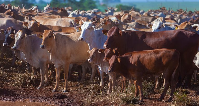 Faesp manifesta preocupação com veto da UE à proteína animal...