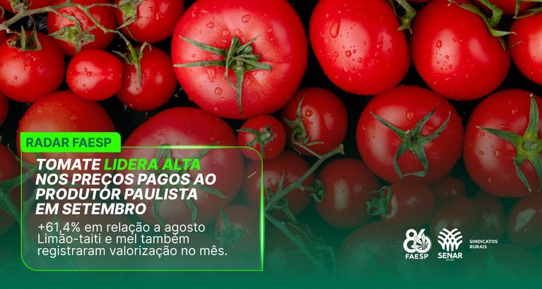 Tomate lidera alta nos preços pagos ao produtor paulista em...